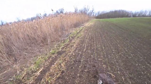 Фазан наш, не наш! Охота по Фазану с Кометой смотреть онлайн