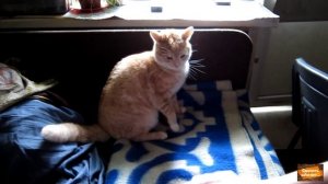 Кот разозлился)