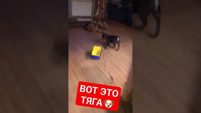 ВОТ ЭТО ТЯГА #funny #dog #funnyvideo #fun смотреть онлайн