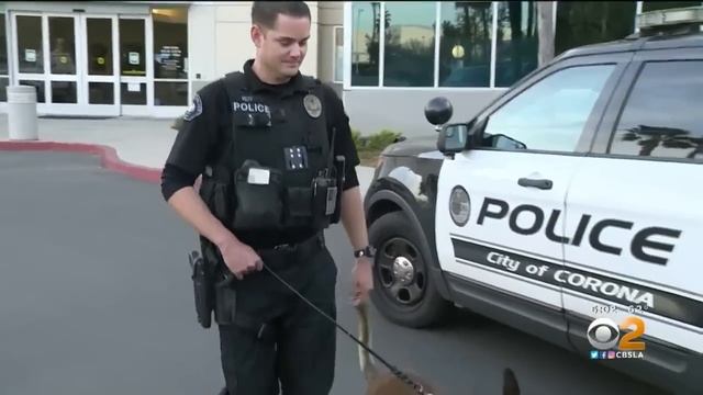 Police K-9 Leaps Through Shattered Car Window To Apprehend Pursuit Suspect смотреть онлайн