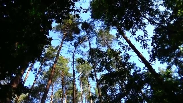 ️Лес.Сезон гнездования #птиц.Relax-Les. Bird nesting season. смотреть онлайн