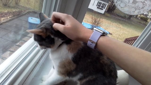 Just my cat looking out the window to see if there's anything смотреть онлайн