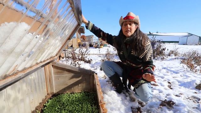 Grow SALAD GREENS all WINTER for 10 dollars or less смотреть онлайн