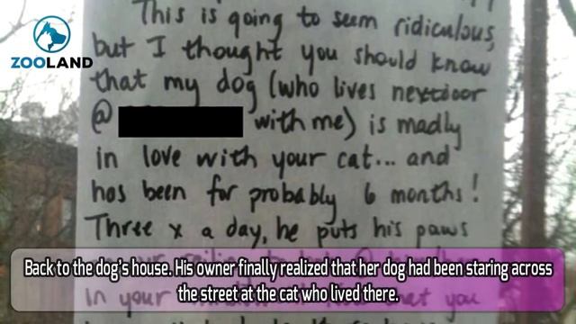 Heartbroken Dog Would Stare Out The Window Each Day, Then A Note Appeared With The Perfect Message смотреть онлайн