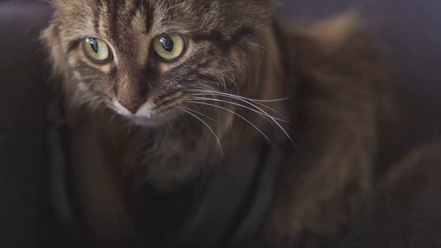 How to Keep Your Cat Safe on the 4th of July! смотреть онлайн