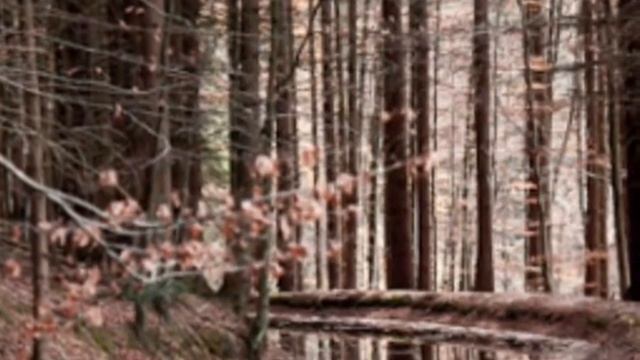 Waldsterben - Lesung Kapitel 1 смотреть онлайн