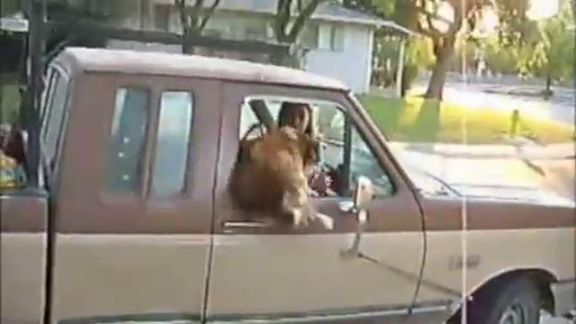 Dog Jumps Into Open Car Window SIDEWAYS смотреть онлайн