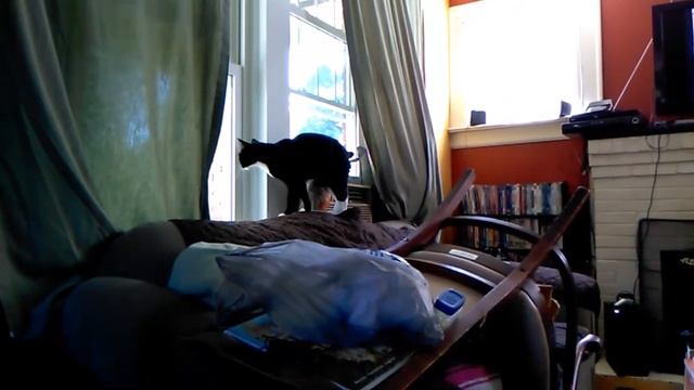 Forth day of Pet-sitting! Cat escapes window blockage! 07/09/2017 смотреть онлайн