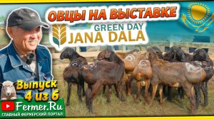 Эдильбаи или Дорперы. Учёный-овцевод делится опытом на выставке «Jańa Dala / Green Day‘2024»,4 часть