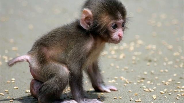 Cute Baby Animals Videos,Wallpaper Animals смотреть онлайн