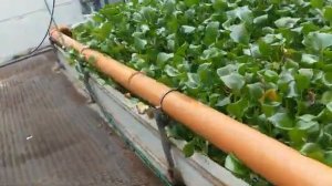 Система фильтрации УЗВ, Африканский сом. Плотность рыбы при выращивании 630 кГ/м3.