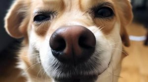 Веселые собачки