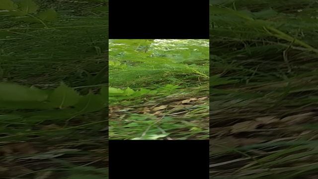 VID_20240714_124011 смотреть онлайн