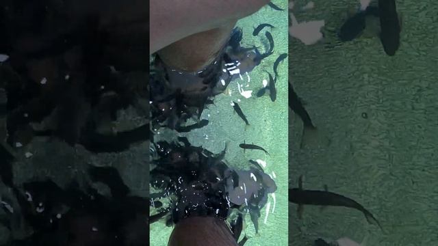 Это ощущение кайф. лечение ног рыбками. смотреть онлайн