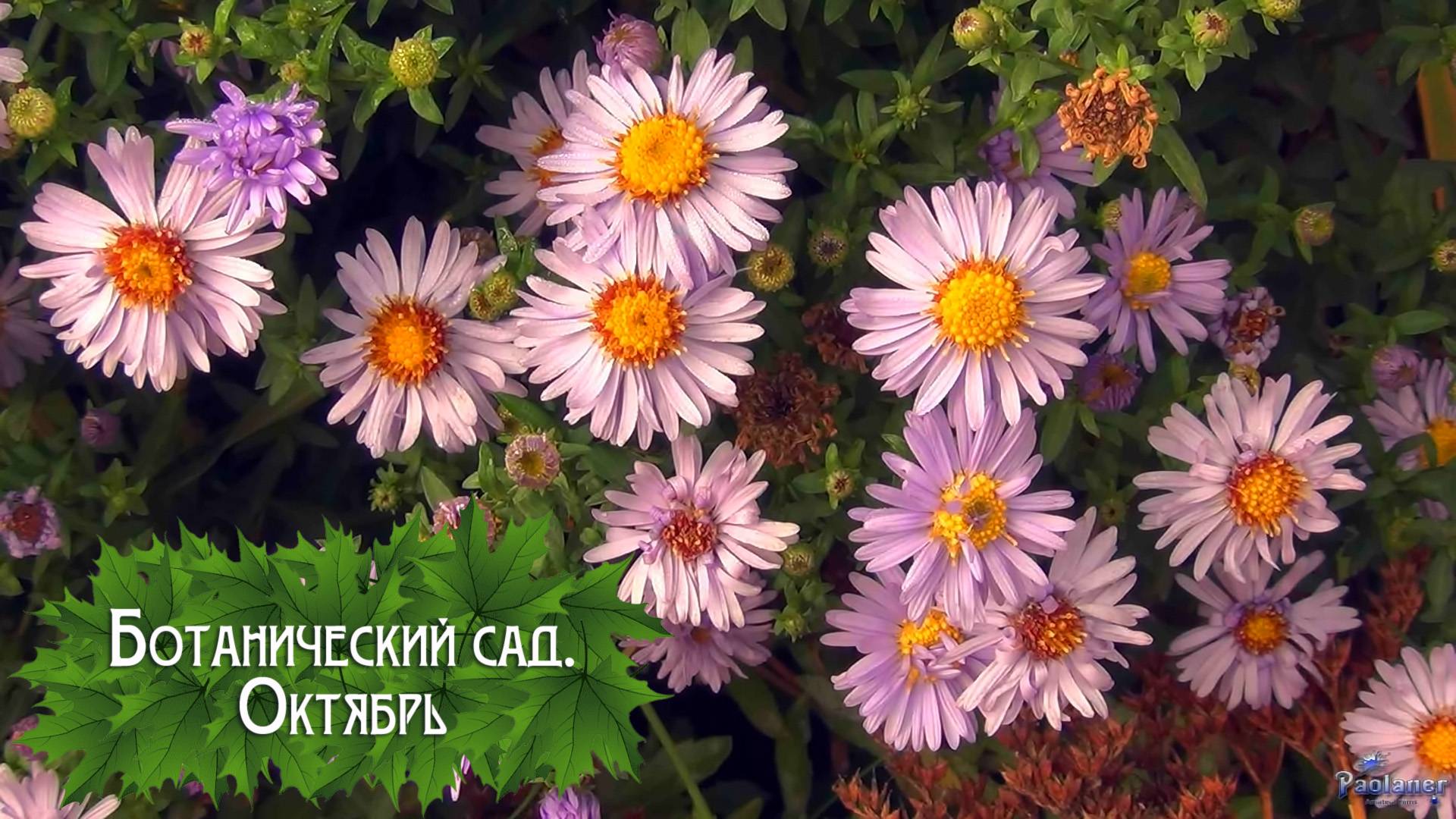 Ботанический сад. Октябрь (2024) смотреть онлайн