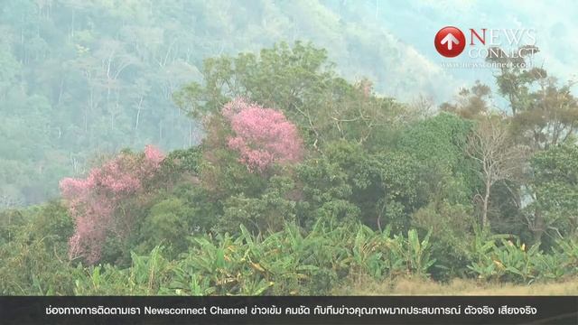 ดอกซากุระบานสะพรั่งอีกครั้งบนภูทับเบิก : NewsConnect Channel смотреть онлайн