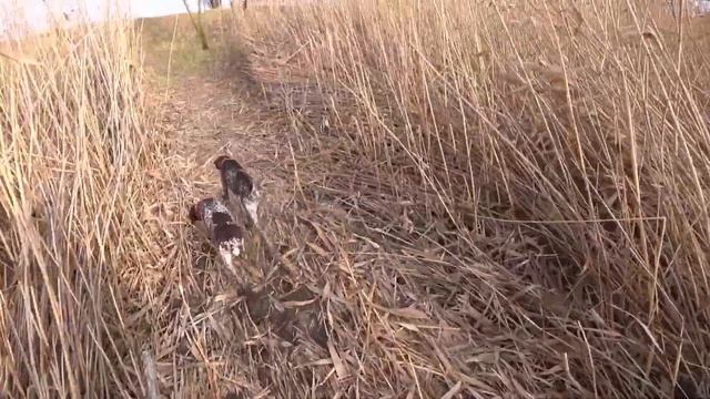 В поисках утки. Разведка! 1 серия. Нашли утку. Ходовая охота на утку с Курцхаарами. Алтай и Дефф. смотреть онлайн