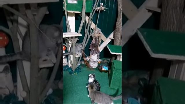 Котейки сусанинские 2. смотреть онлайн