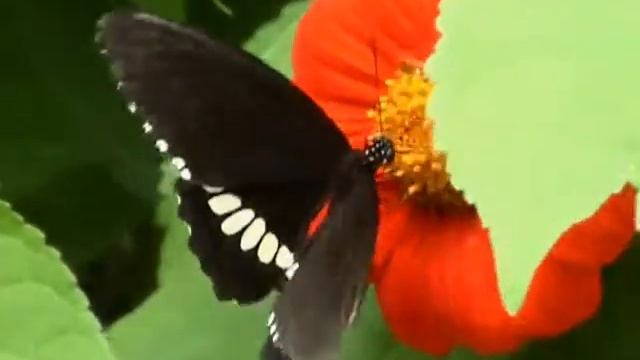 TAOSHOBUDDHA MEDITATIONS INTERNATIONAL - MEDITATION MUSIC.wmv смотреть онлайн