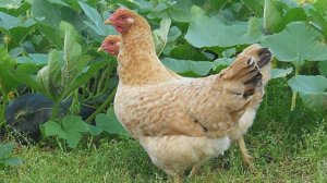 Царскосельской породы кур.