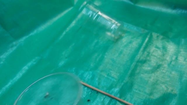 Коренева і розмір горщика. Пересадка методом перевалки. смотреть онлайн