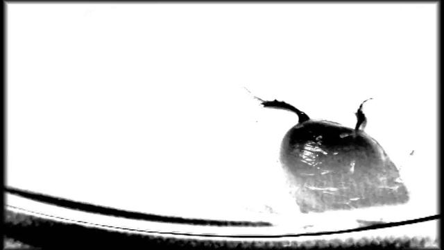 mimikoto - your presence has been detected and reported, thank you! смотреть онлайн