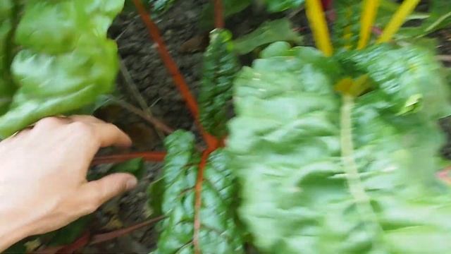 How to clean out hybrid plants to make heirloom seeds смотреть онлайн