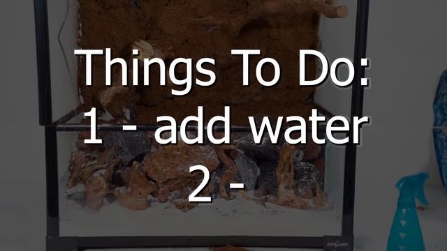 $10 Vs $1,000 Terrarium Ecosystem!