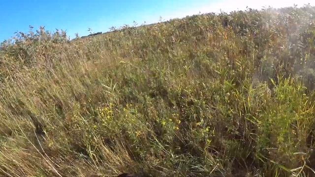 От этого Фазана у Кометы морда в перьях! А Гюрза рыкает. Охота на фазана. смотреть онлайн