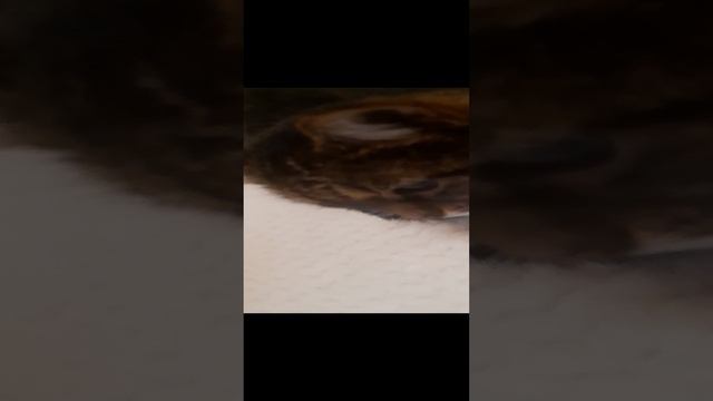 просто поснимал кошек смотреть онлайн