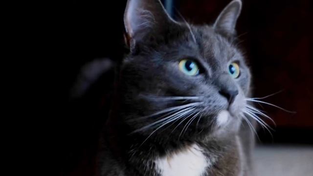 Cat live Wallpaper смотреть онлайн