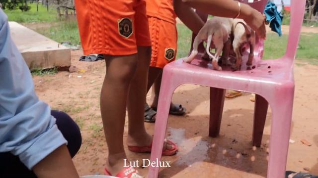 Feeding Mother Dog Nursing Puppies Bathing Feeding Milk And Breastfeeding Them In My Village
