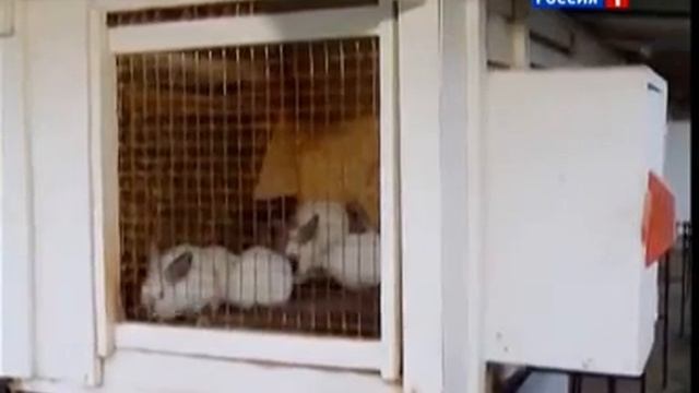 Материал об игре "Начинающий фермер" смотреть онлайн