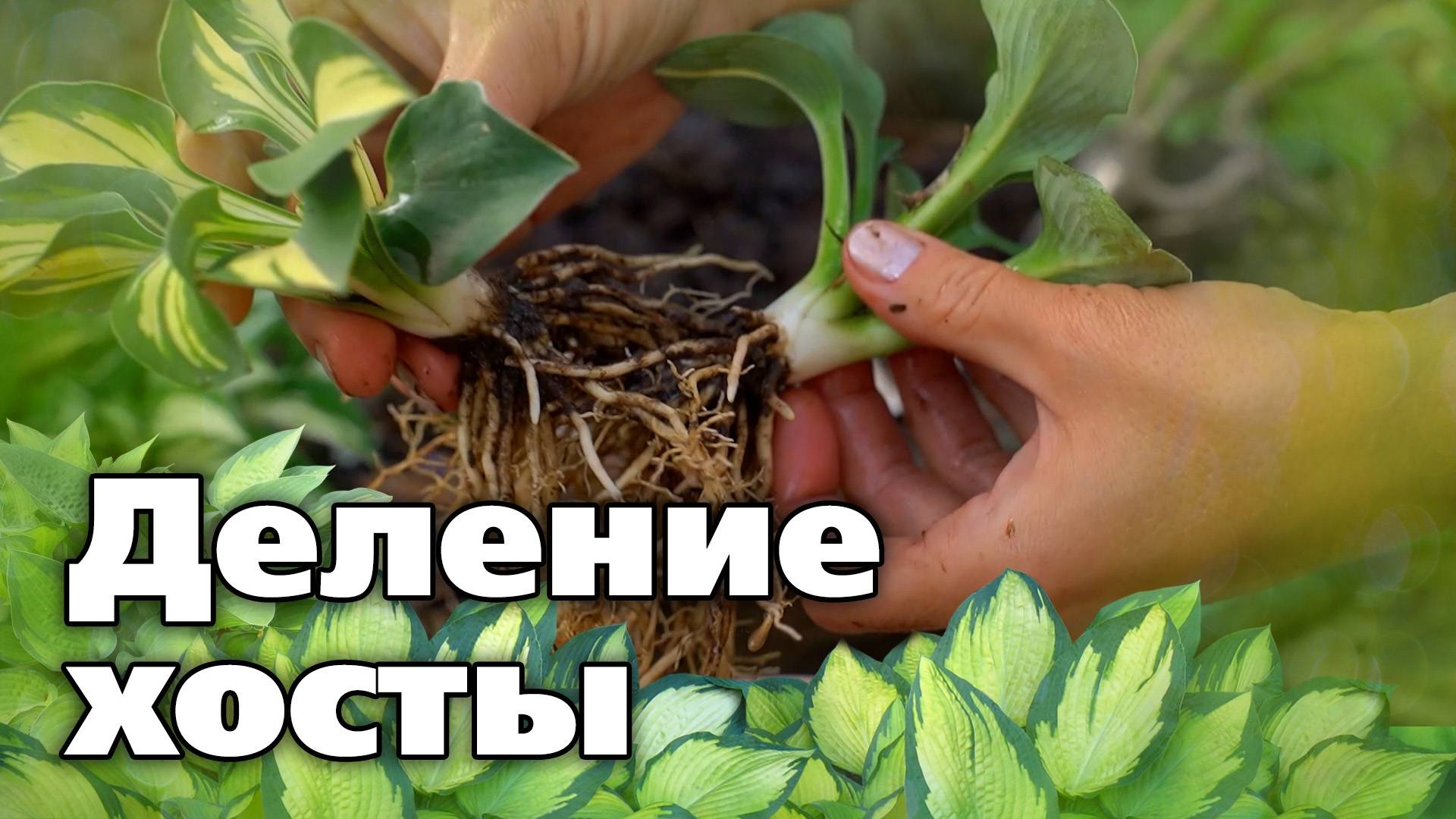 Как поделить хосту. Рекомендации опытного коллекционера растений смотреть онлайн