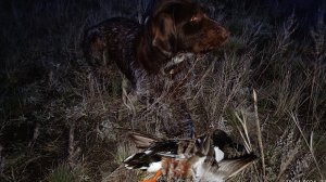 Весенняя Охота с Подсадной.. Пробный выезд 17.04.2024 г