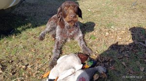 Весенняя Охота на Селезня с подсадной 2024г