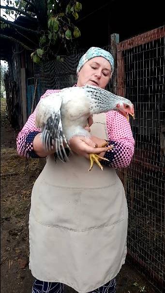 Мастер Грей - цветной бройлер для вашего хозяйства. смотреть онлайн