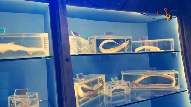 ANTALYA ŞEHİR MERKEZİN`DE GEZİLECEK YERLER I ANTALYA GEZİ PROGRAMI смотреть онлайн