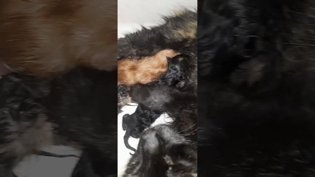 At 2AM, we found the cat giving birth in the window смотреть онлайн