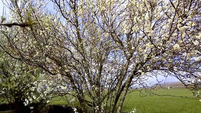 On se sent bien dans son verger смотреть онлайн