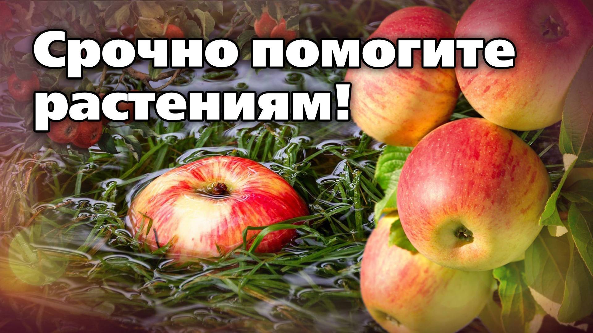 Как помочь растениям в саду после ливней и потопов смотреть онлайн