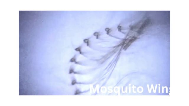 Portable Microscope | World Cheapest Microscope made by Indian смотреть онлайн