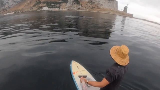 Three fin whales accompany local teacher whilst out on his SUP board смотреть онлайн