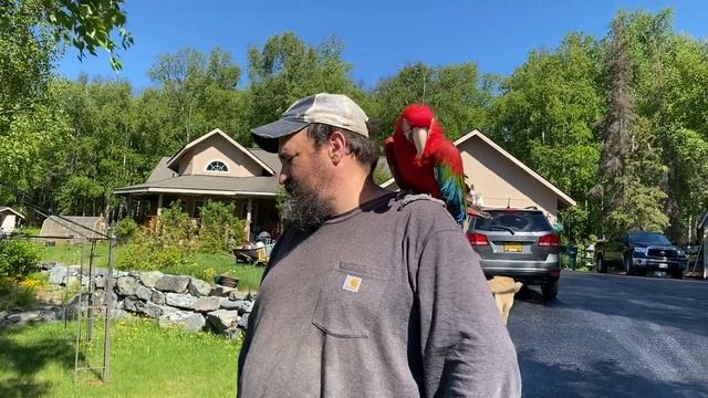 Macaws first time outdoor. Would she fly away? #greenwingedmacaw, #herbie смотреть онлайн