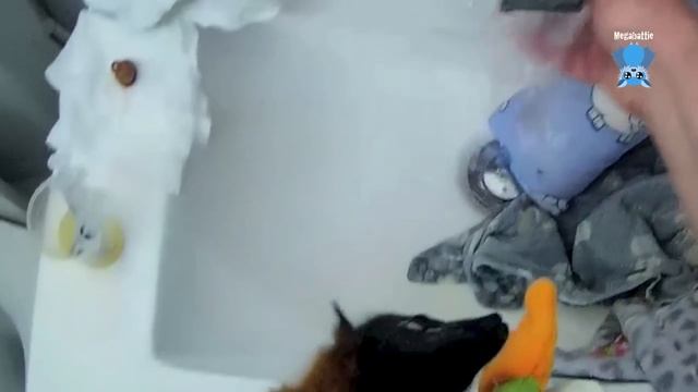 Juvenile flying-fox in care day 2: this is Harri смотреть онлайн
