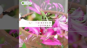 Орхидейное дерево Калихавия, Семена