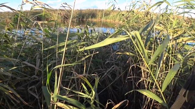 Плёсик, Чирочек, вечерняя зорька! смотреть онлайн