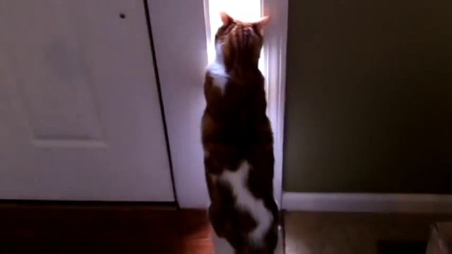 FAT ANGRY CAT vs WINDOW CAT | Woodsie's fat angry cat doesn't like visitors смотреть онлайн