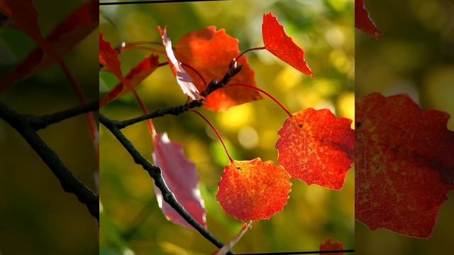 С добрым утром ! Авторское видео . смотреть онлайн