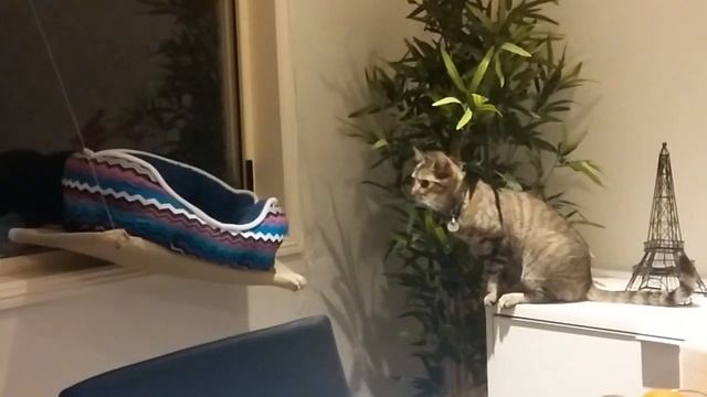 Cat falls off windows bed смотреть онлайн